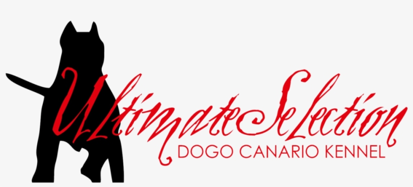 Do You Have Any Questions About This Dog - Illustration, transparent png