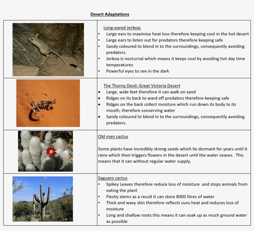 Portable Network Graphics, transparent png