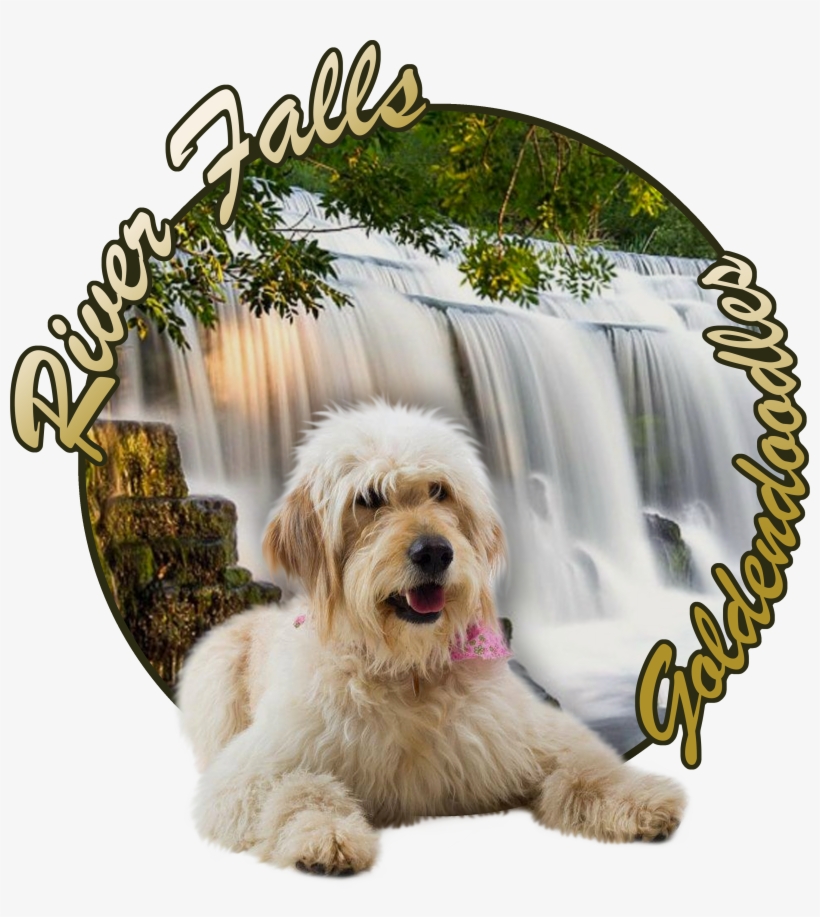 Goldendoodle Season - Companion Dog, transparent png