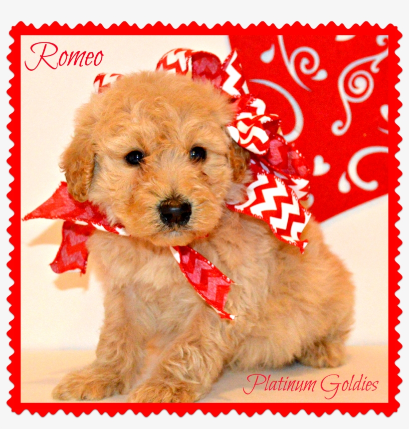Goldendoodle Puppies Www - Companion Dog, transparent png