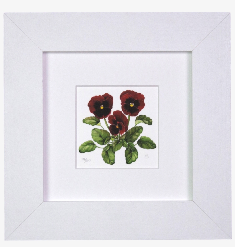 Pansies Mini Print - Iona Buchanan, transparent png
