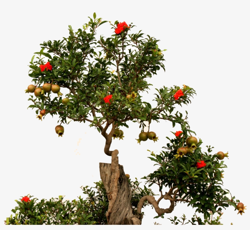 Fruit Root Green - Free Pomegranate Tree Png, transparent png