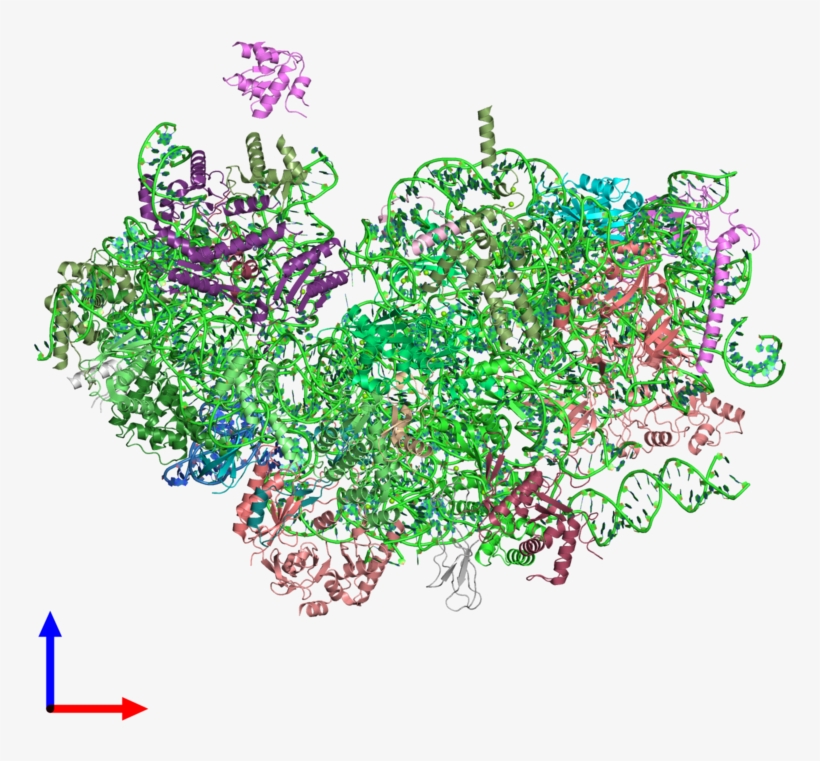 Pdb 3j7a Coloured By Chain And Viewed From The Front, transparent png