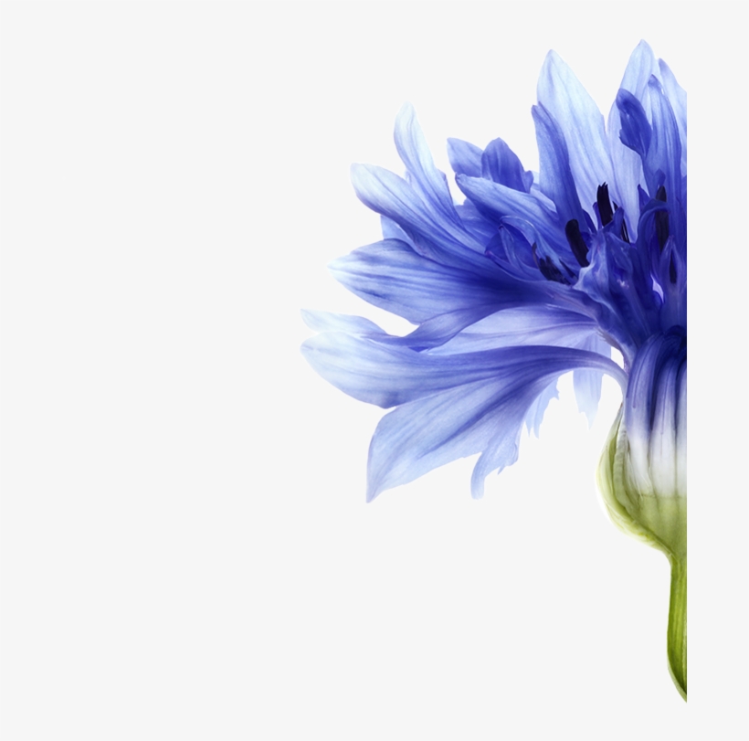 This Plant-based Pigment Reduces Yellowing And Provides - Василек Акварелью, transparent png