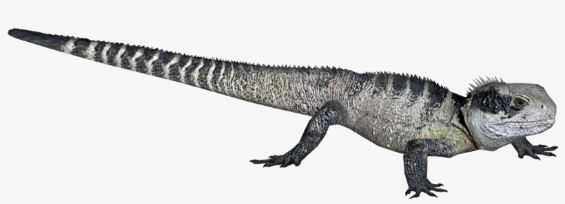 Eastern Water Dragon - Wiki, transparent png