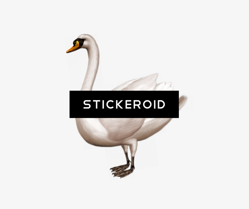 Black Swan - Swan Png, transparent png