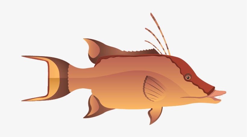 Hogfish, transparent png