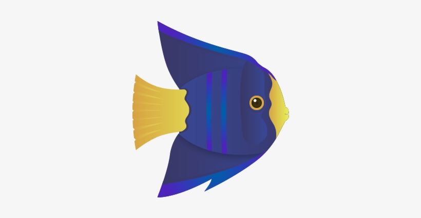 Angelfish, transparent png