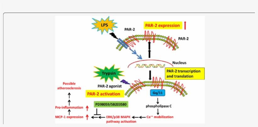 Schematic Illustration Of The Proposed Mechanism For - Common Fig, transparent png
