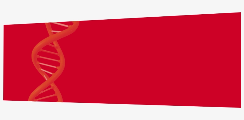 Shieldskin Chem™ Are Multi Layered Gloves Offering - Carmine, transparent png