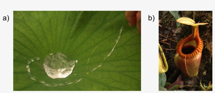 Carnivorous Plants Inspire Novel Liquid Repellent Surfaces, transparent png