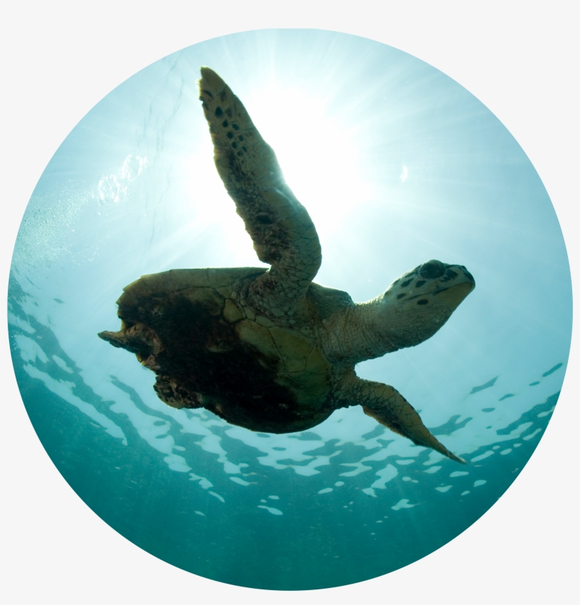 Dino's Dynamos - Super Survivors - Workshop - Quartet Wide Format Wall Mount Projection Screen, 170cm, transparent png