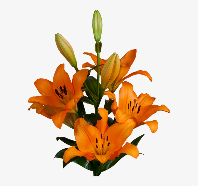 Our Product Portfolio - Lilium Navarin, transparent png