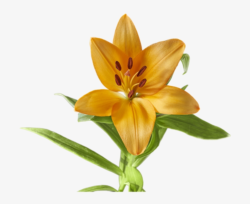 Lily, Flower, Yellow, Blossom, Bloom, Blossomed, Plant - Hình Ảnh Hoa Ly, transparent png