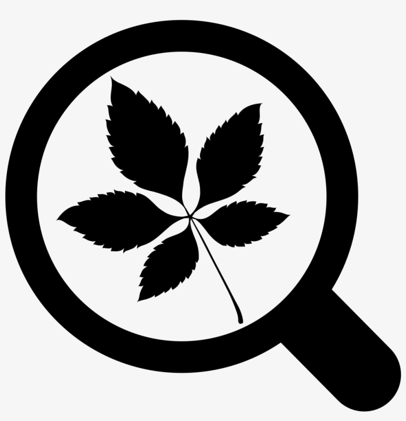 Png File Svg - Leaves Of Grass Png, transparent png