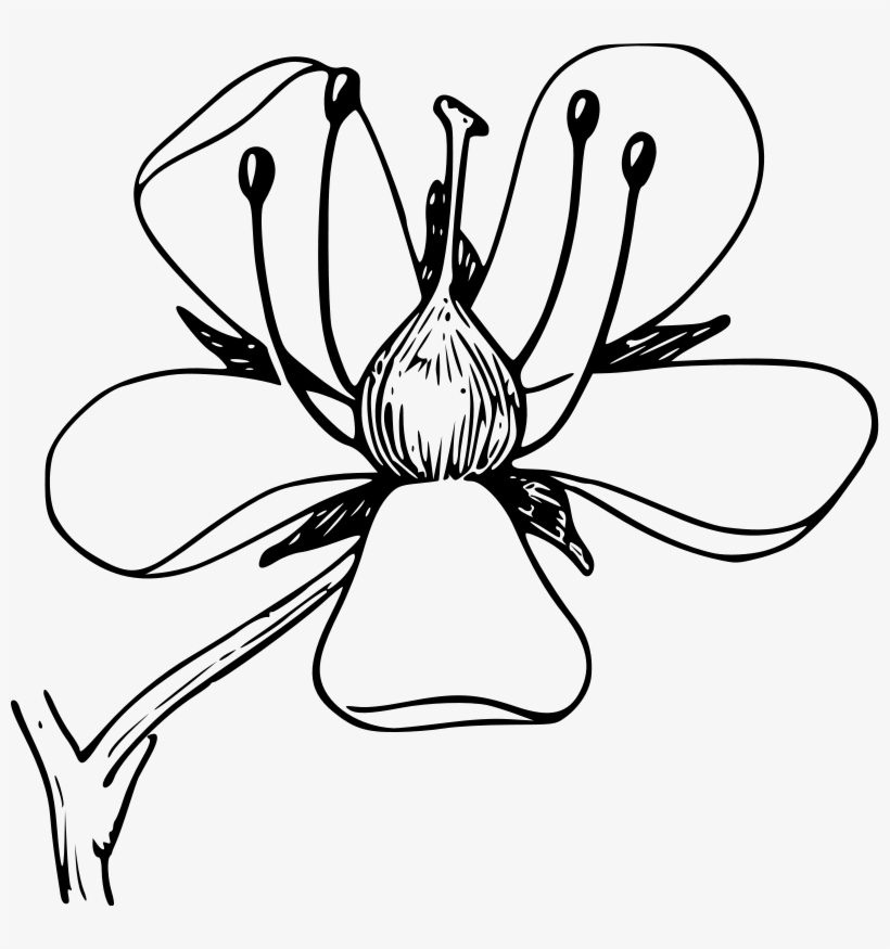 Coro Clip Art Download - Bloom Clipart Black And White, transparent png
