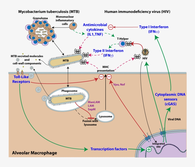 Pathway Activation Is Represented By Green Arrows, - Hiv Infects Macrophages, transparent png