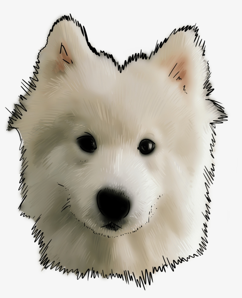 67 Why Are You A Samoyed - Samoyed Dog, transparent png