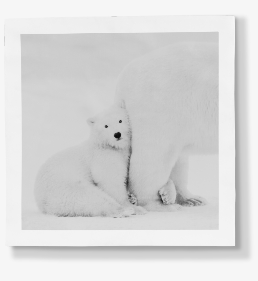 00 Porcelain Panel - Polar Bear, transparent png