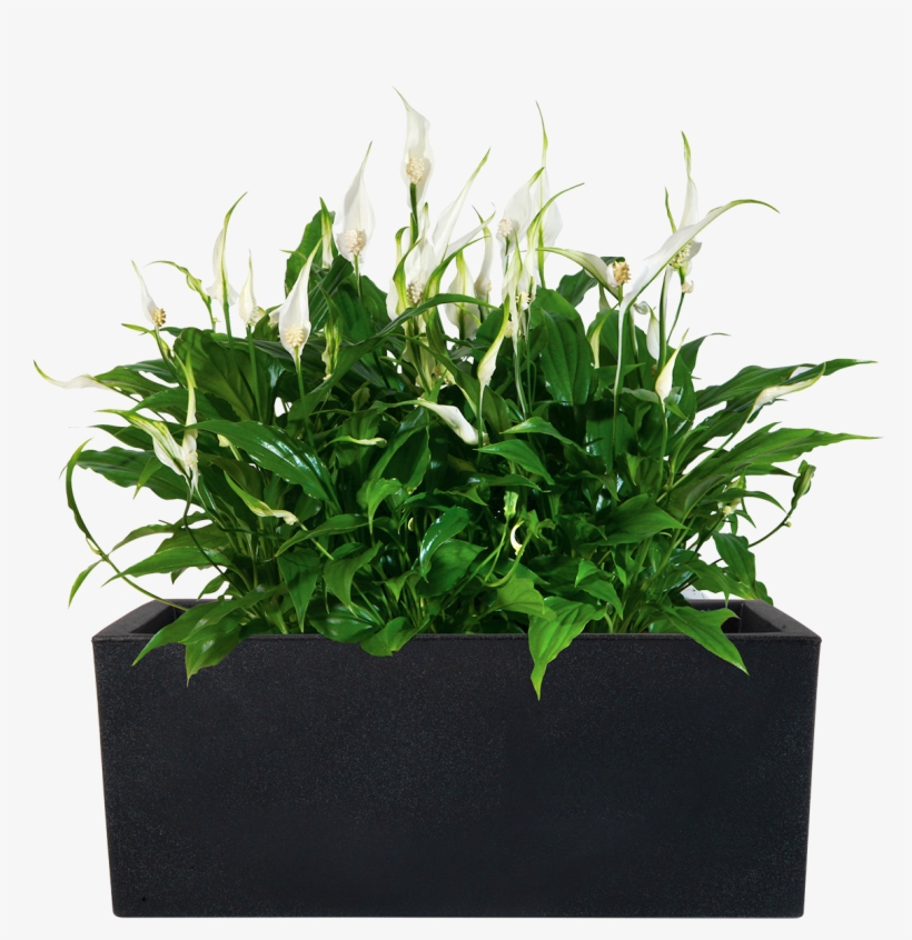Schio Cassa - Teraplast, transparent png