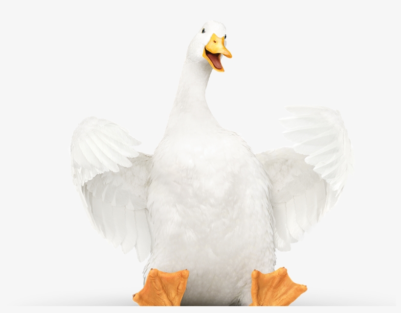 Brand, transparent png