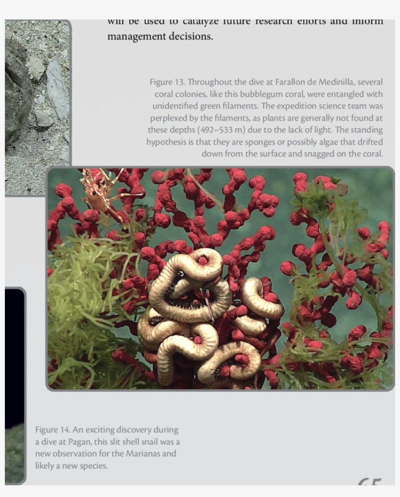 One Of The Many Rudist Fossils Observed At Subducting - Subduction, transparent png