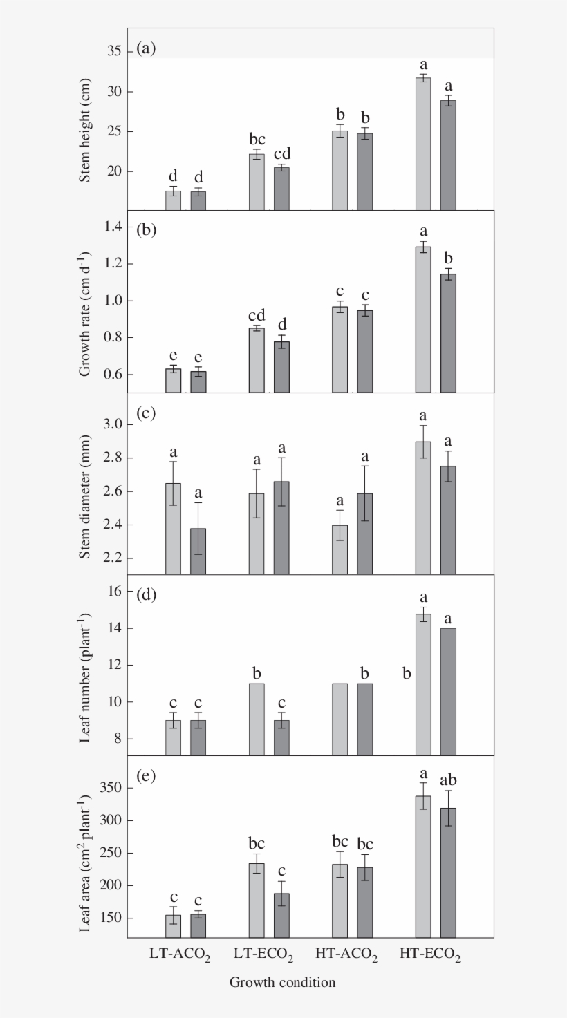 Growth Of One Month Old Mung Bean Plants - Architecture, transparent png