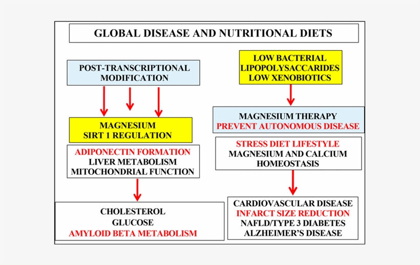Anti Aging Therapy That Involves Magnesium And Sirt1, transparent png