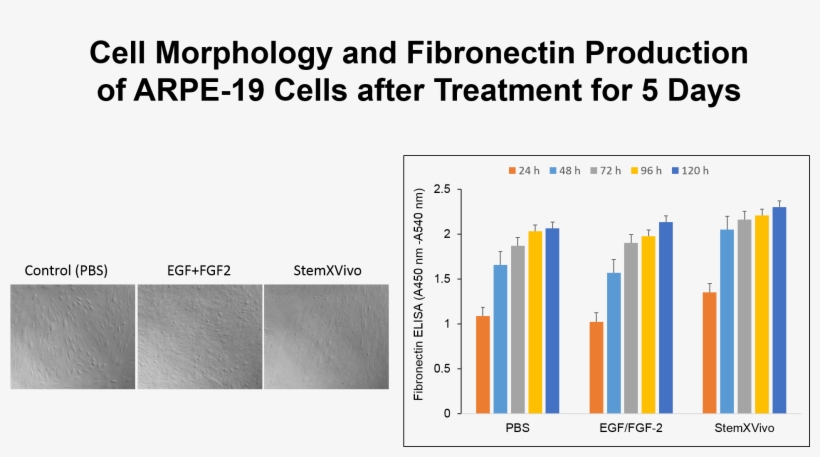 Fibronection Elisa Of Cell Culture Supernatants Recombinant - Protein, transparent png