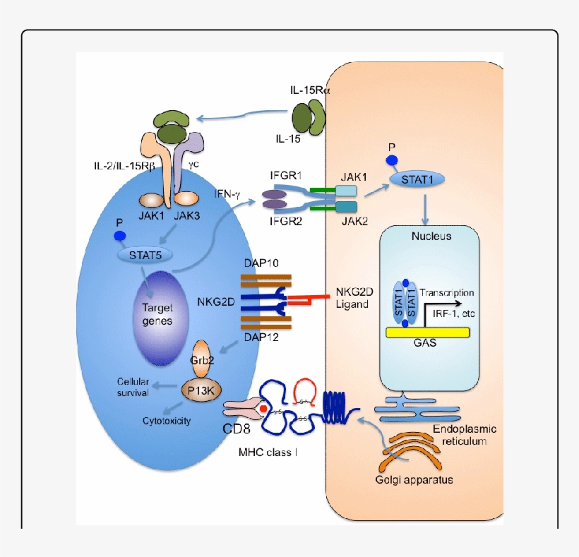 Immune Reactions Between Nkg2d Cd8 T Cells And Hair - Cytotoxic T Cell, transparent png