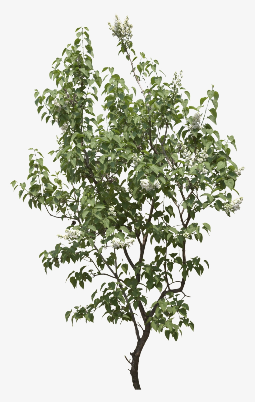 Tree Png Image, Download Png Image With Transparent - Gufic Biosciences Ltd Navsari, transparent png