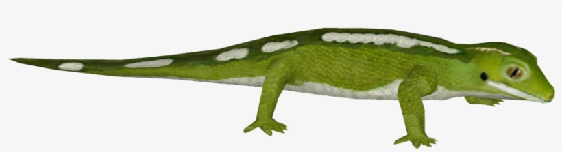 Auckland Green Gecko - Carolina Anole, transparent png
