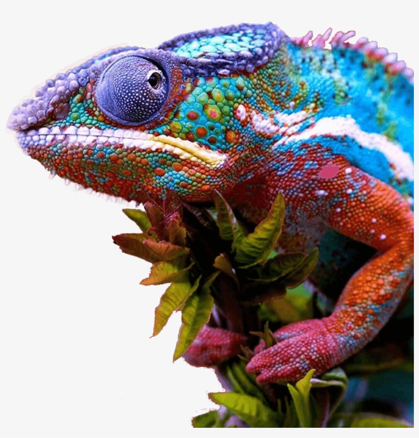 We Know That This Industry Requires Highly Skilled, - Chameleon Meme, transparent png