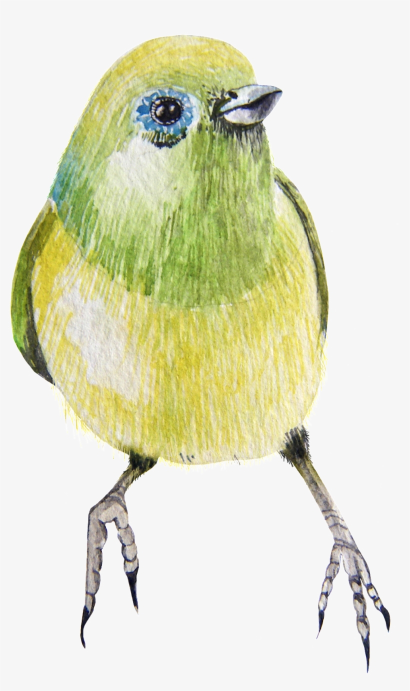 A Bird Transparent Png That Is Afraid To Go Backwards - Atlantic Canary, transparent png