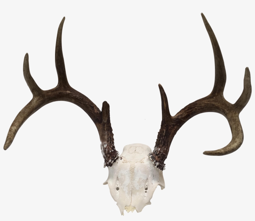 Banner Stock Natural Point Deer Antler Chairish - Antler, transparent png