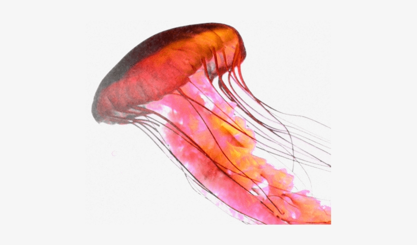 Animals - Jellyfish - Jellyfish Png, transparent png
