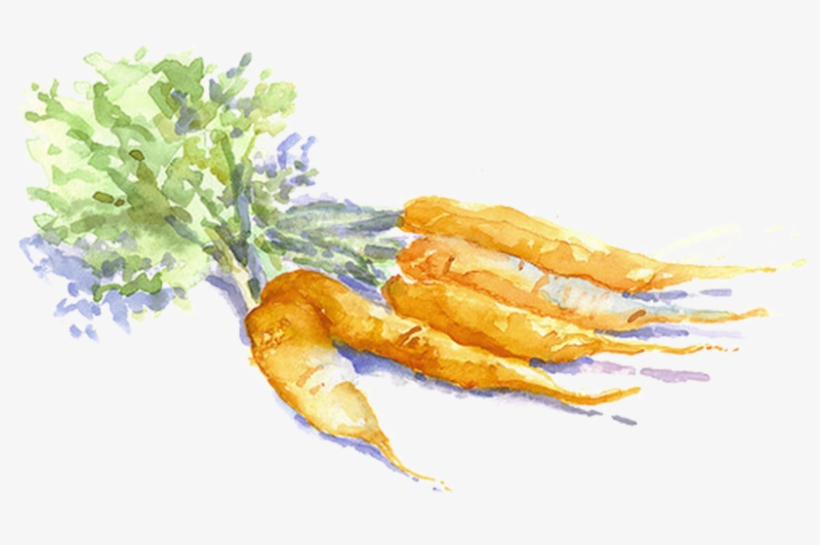 Carrot Drawing Vegetable Painting - Carrot Watercolor Kisspng, transparent png