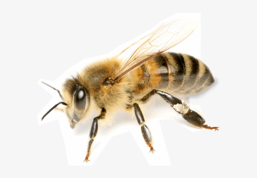 Honey Bee Png - Bee Book For Beginners: An Apiculture Starter Or How, transparent png