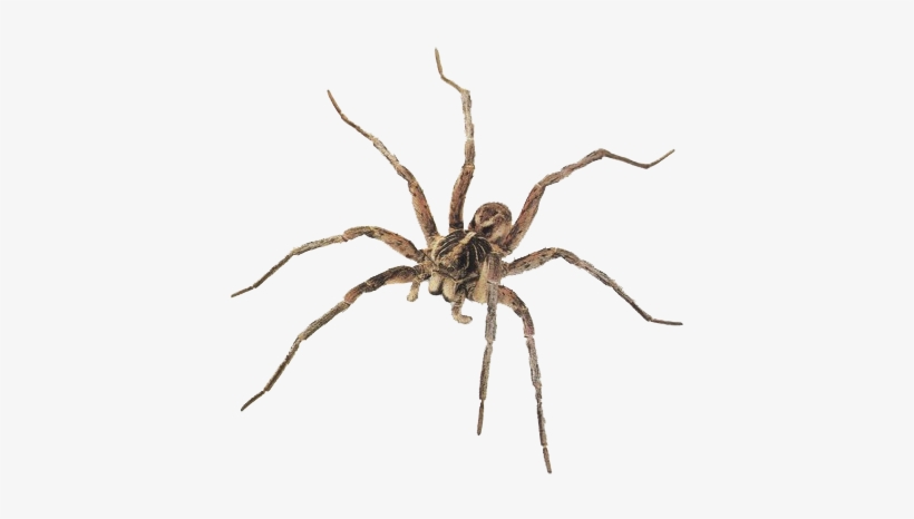 Best Free Spider Png Picture - Wolf Spider, transparent png