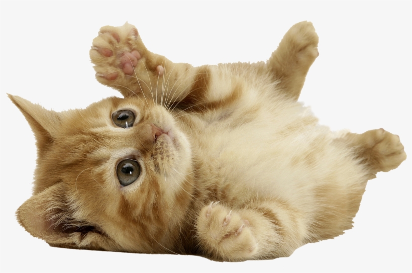 Cat Png - Transparent Cats, transparent png