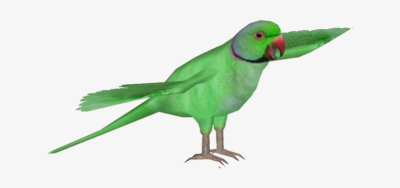 Indianringneckm - Ringnecked Parakeet Png, transparent png