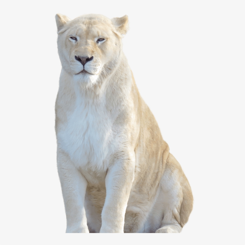 Image - White Lion Hd Png, transparent png