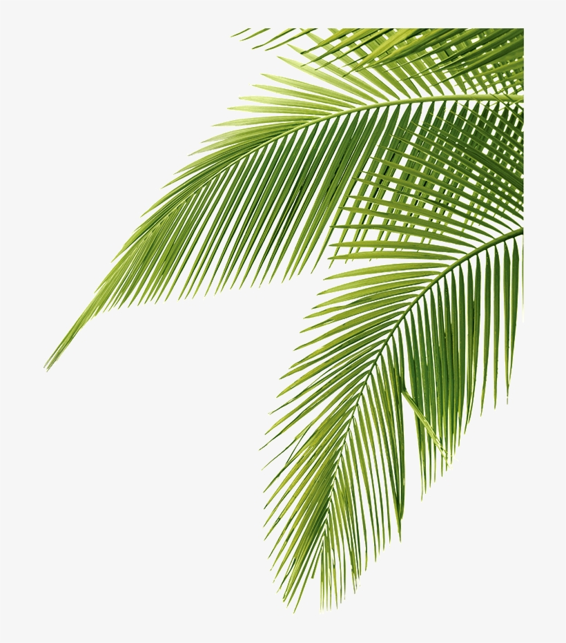 Free Icons Png - Palm Tree Leaves Png, transparent png