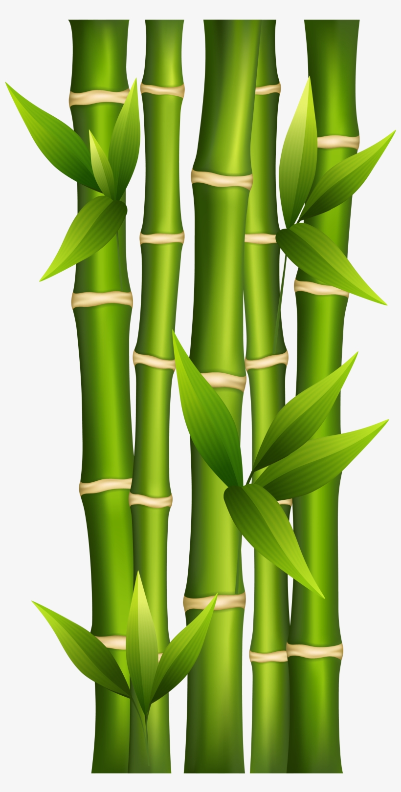 Bamboo Png Clipart Image - Bamboo Clipart, transparent png