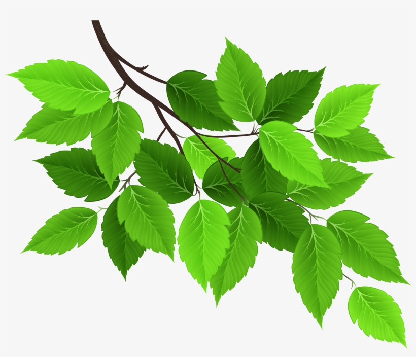 Leaves Png, transparent png