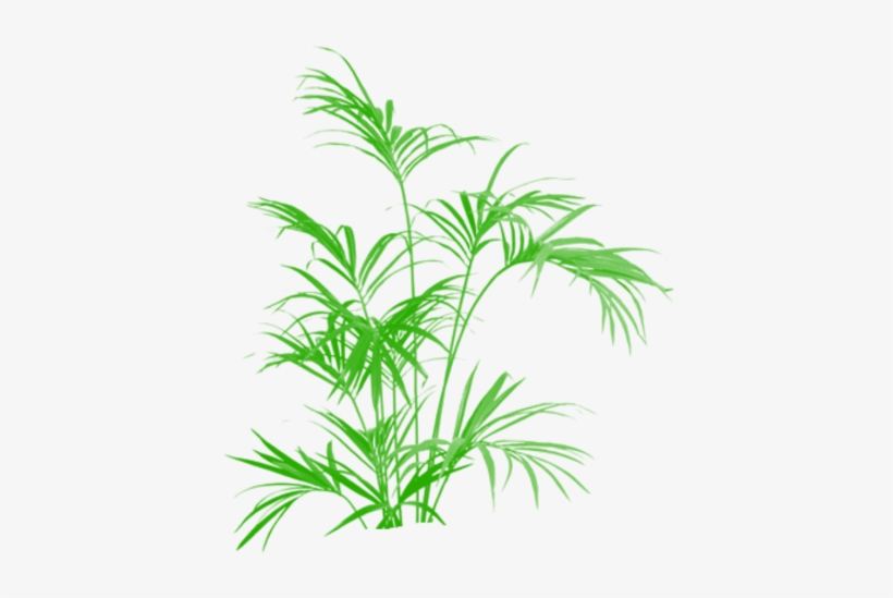 Bamboo Green Tree Clipart Vector Png, Tree Png Plan, - Kentia Palm Artificial 5 Ft Uk, transparent png