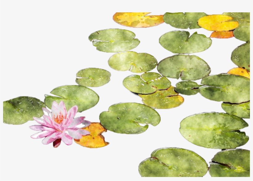 Download Lotus Watercolor Png Clipart Sacred Lotus - Watercolour Water Lily Png, transparent png