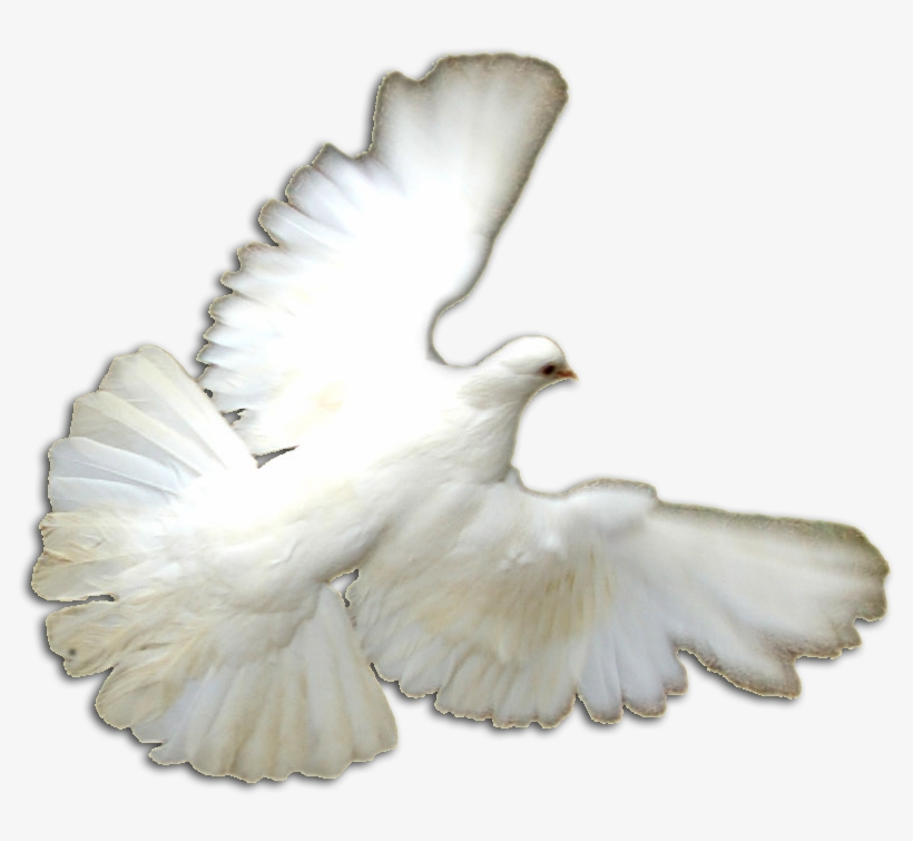 White Doves Png - Pigeons And Doves, transparent png