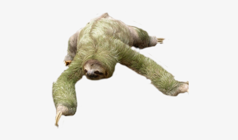 Sloth Free Download Png - Sloth Png, transparent png