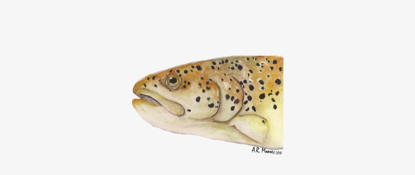 Watercolor - Watercolor Painting, transparent png